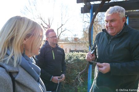 Rez kamniške potomke najstarejše vinske trte (11)